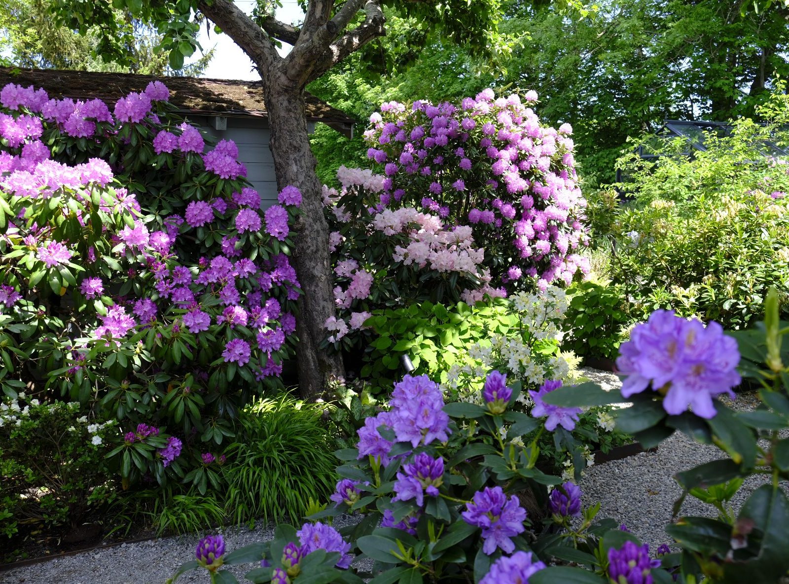 Rhododendron im Englischen Garten
